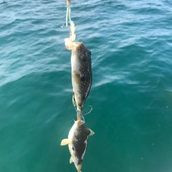 室津のフグ釣り