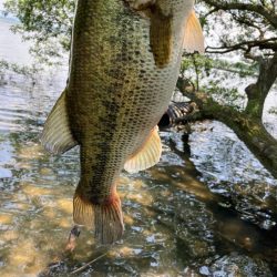 ブルフラットで50up