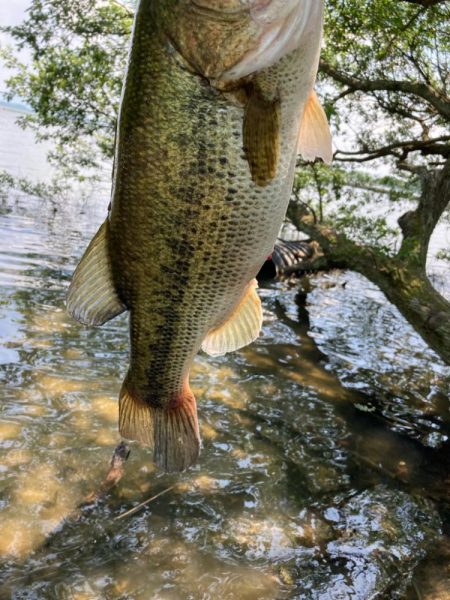 ブルフラットで50up