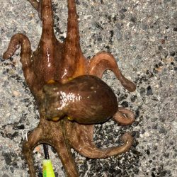 タコは気まぐれ 7