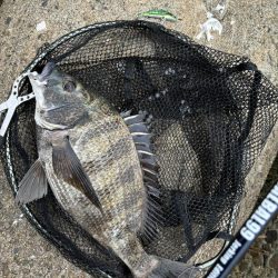 梅雨入りシーバス