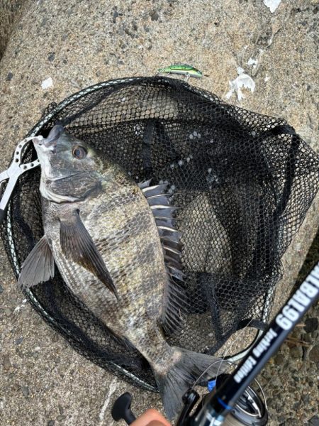 梅雨入りシーバス