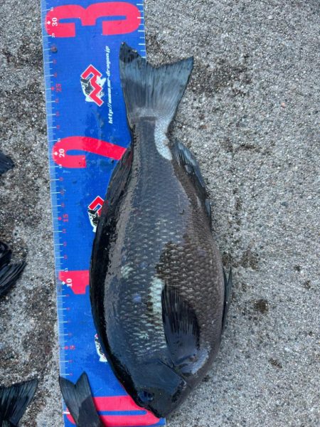 魚津港フカセ釣り