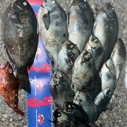 福井市鷹巣地磯フカセ釣り