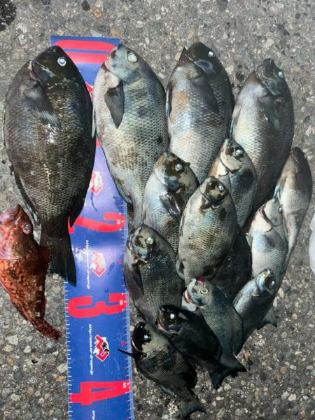 福井市鷹巣地磯フカセ釣り