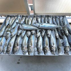 白イカ・アジ釣行