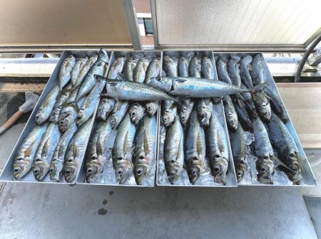 白イカ・アジ釣行