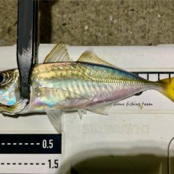 中アジとミニマム極豆!笑笑