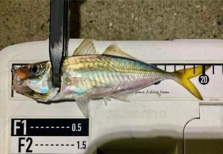 中アジとミニマム極豆!笑笑