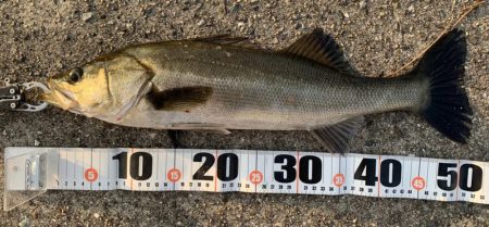 朝マヅメカタクチパターン