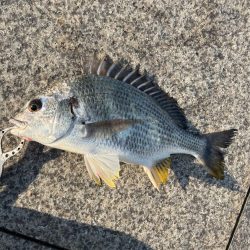 エビ撒き釣りでおチヌさん