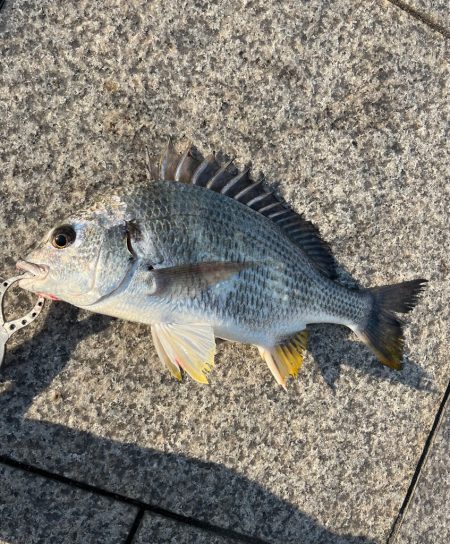 エビ撒き釣りでおチヌさん