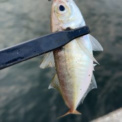 デイアジング♪