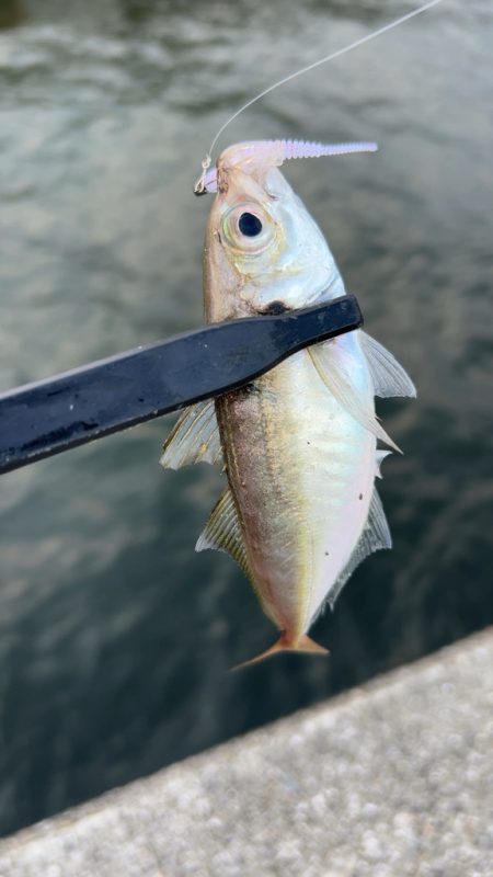 デイアジング♪