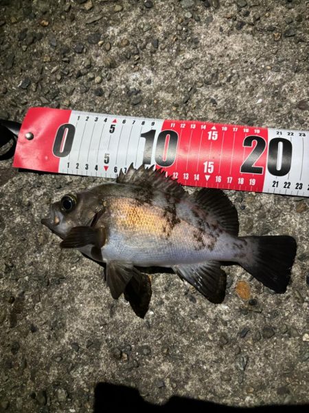 まさかの太メバル