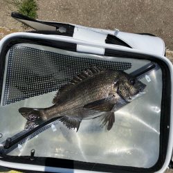 波止チヌ フカセ釣り