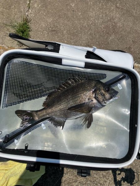 波止チヌ フカセ釣り