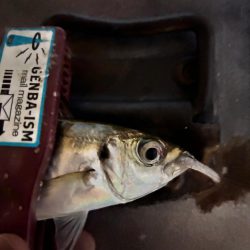 雨風でもアジング