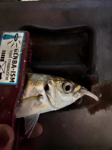 雨風でもアジング