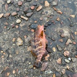 2日大雨後の根魚調査