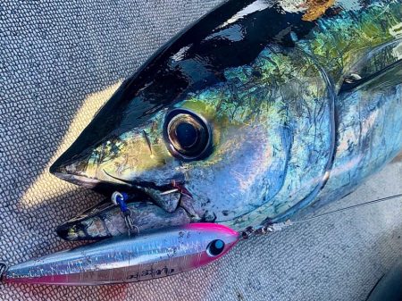 キハダキャスティング