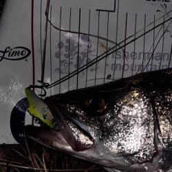 長めのフォール!!4つ目のバイブレーションの使い方