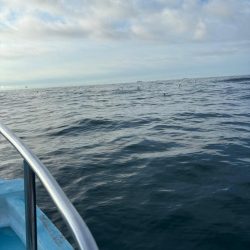 伊勢湾ジギング