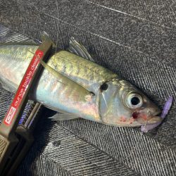 バチコンゲームを堪能