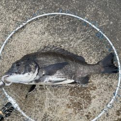 午後の落とし込み