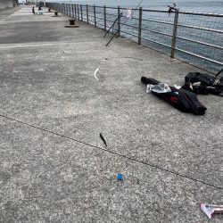 サビキと大サバ調査