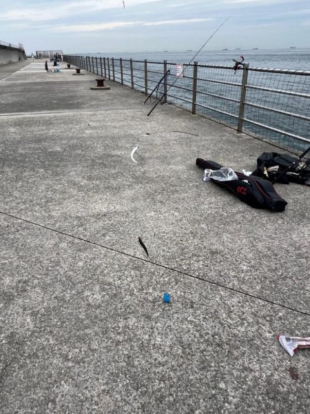 サビキと大サバ調査