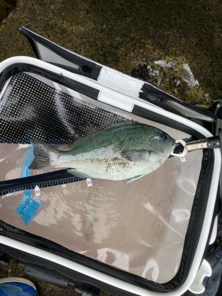 波止グレ釣り