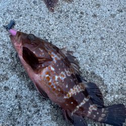 久しぶりの釣果