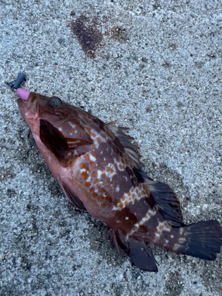 久しぶりの釣果