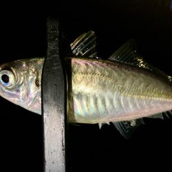 雨だけど釣る‼︎
