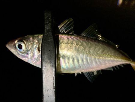雨だけど釣る‼︎