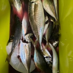 斎藤丸さんで昼アジ便