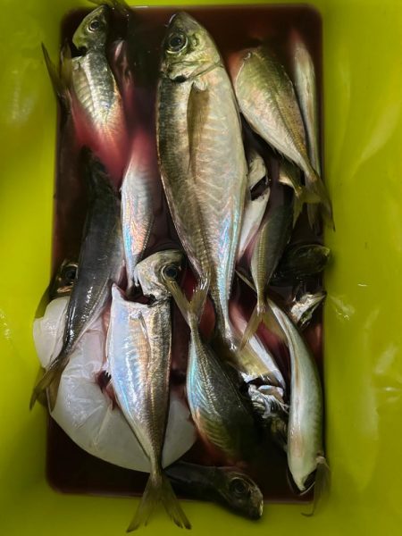 斎藤丸さんで昼アジ便