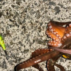 タコは気まぐれ 6