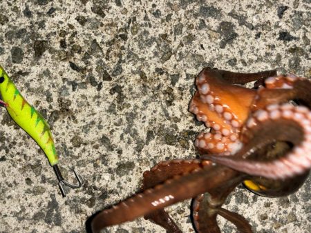 タコは気まぐれ 6