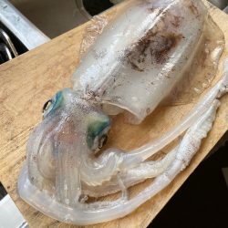 春イカウキ釣り