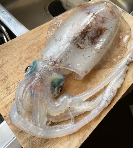 春イカウキ釣り