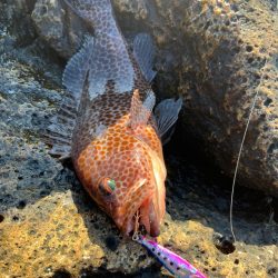 オオモンハタは中層で！