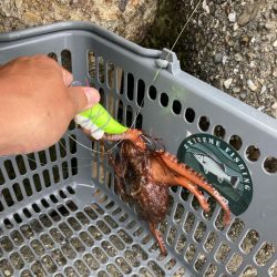 ⭐︎泉タコ人気