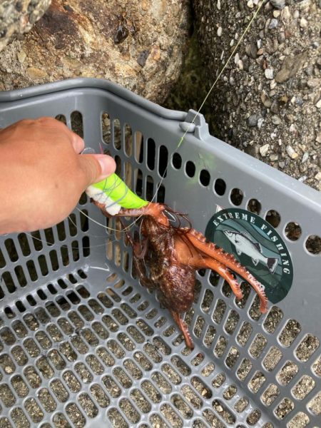 ⭐︎泉タコ人気