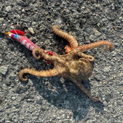 3年振りのタコ！