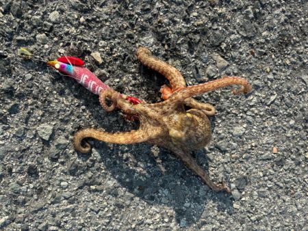 3年振りのタコ！