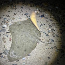 初場所でチニング