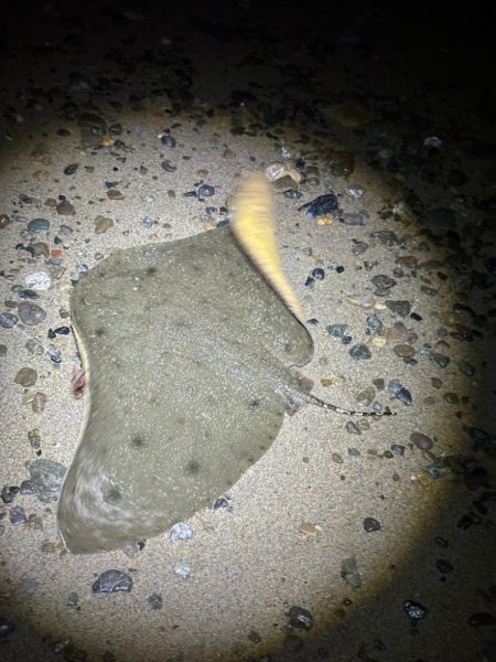 初場所でチニング