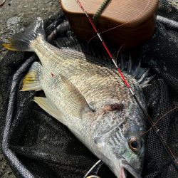 ヘチってきました